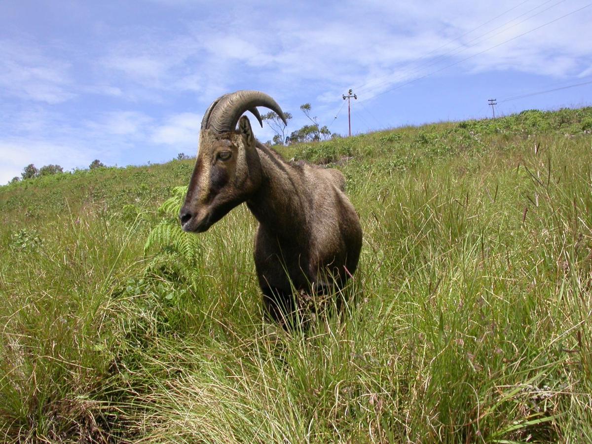 Anachal Mistica Munnar 아파트 외부 사진