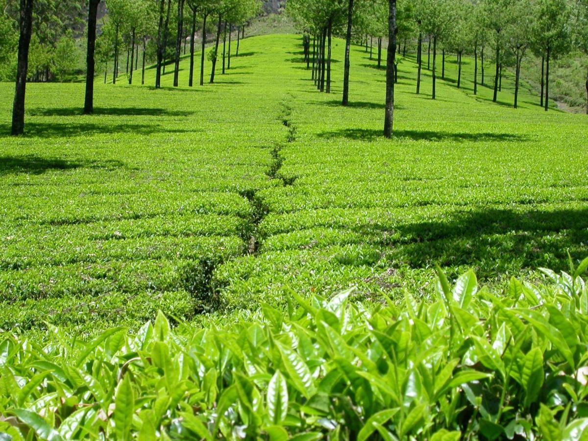 Anachal Mistica Munnar 아파트 외부 사진