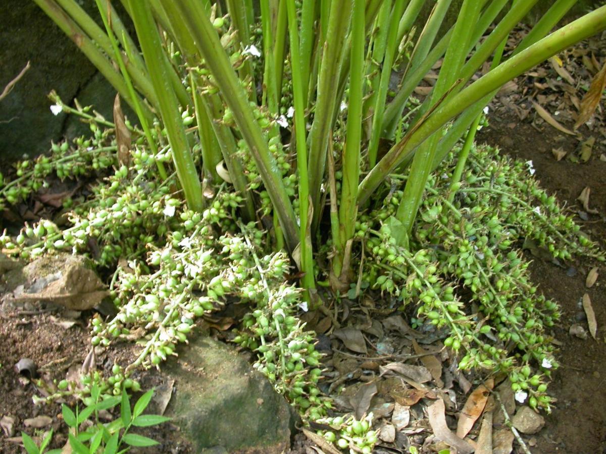 Anachal Mistica Munnar 아파트 외부 사진