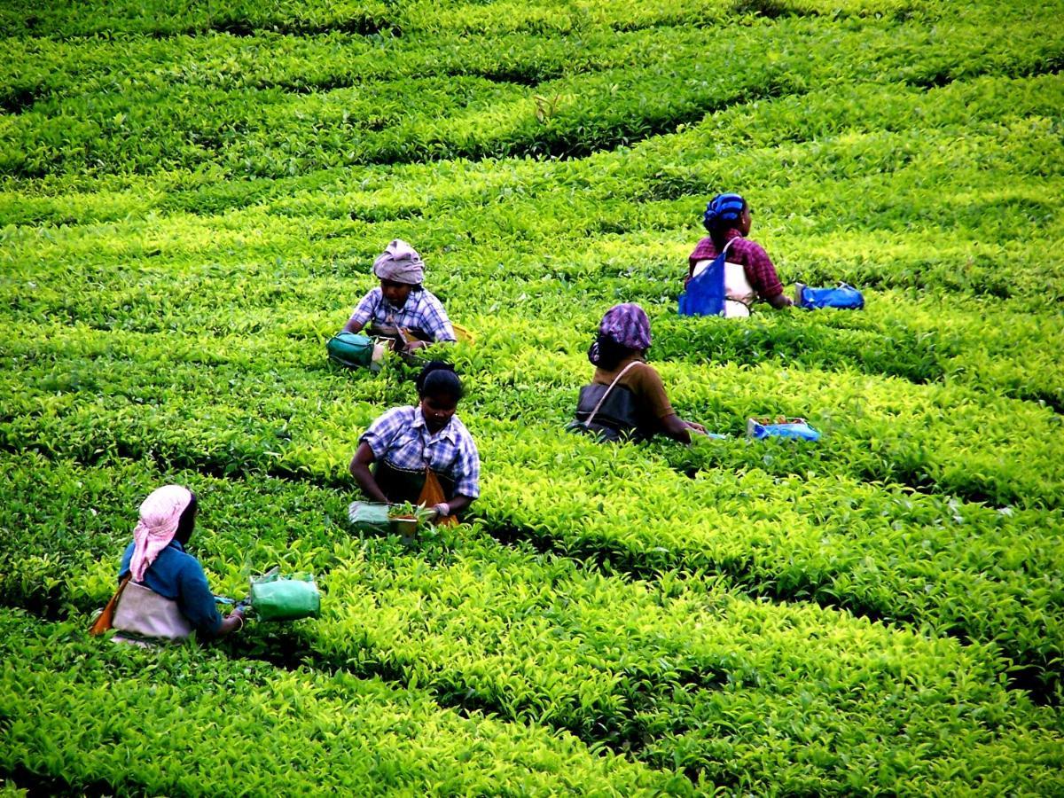 Anachal Mistica Munnar 아파트 외부 사진