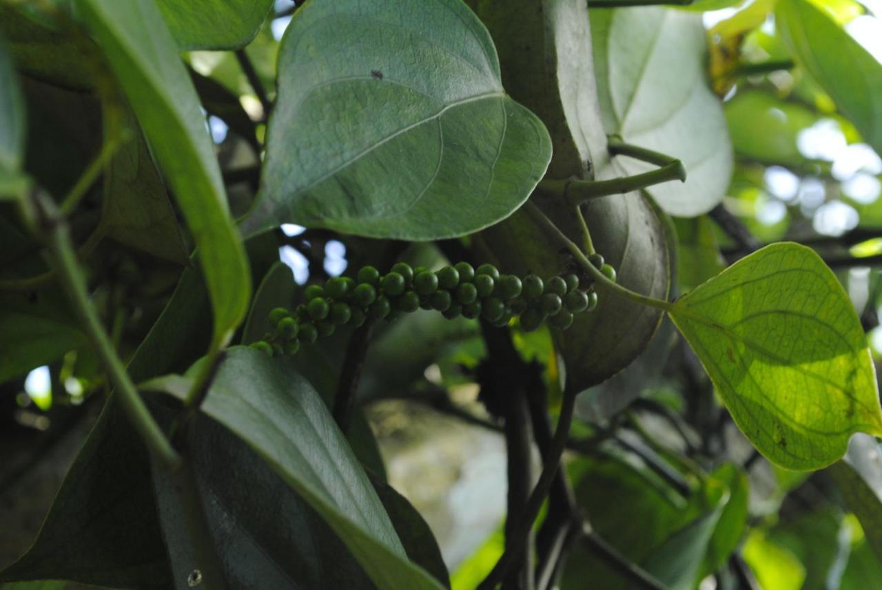 Anachal Mistica Munnar 아파트 외부 사진