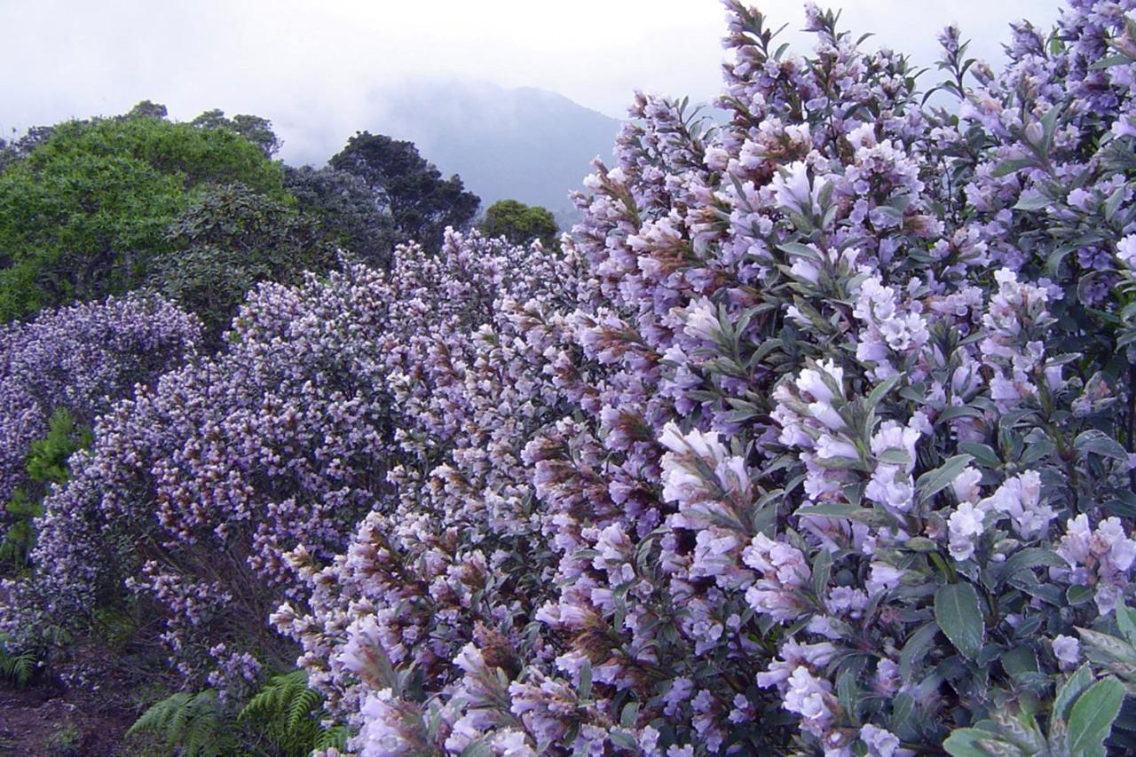 Anachal Mistica Munnar 아파트 외부 사진