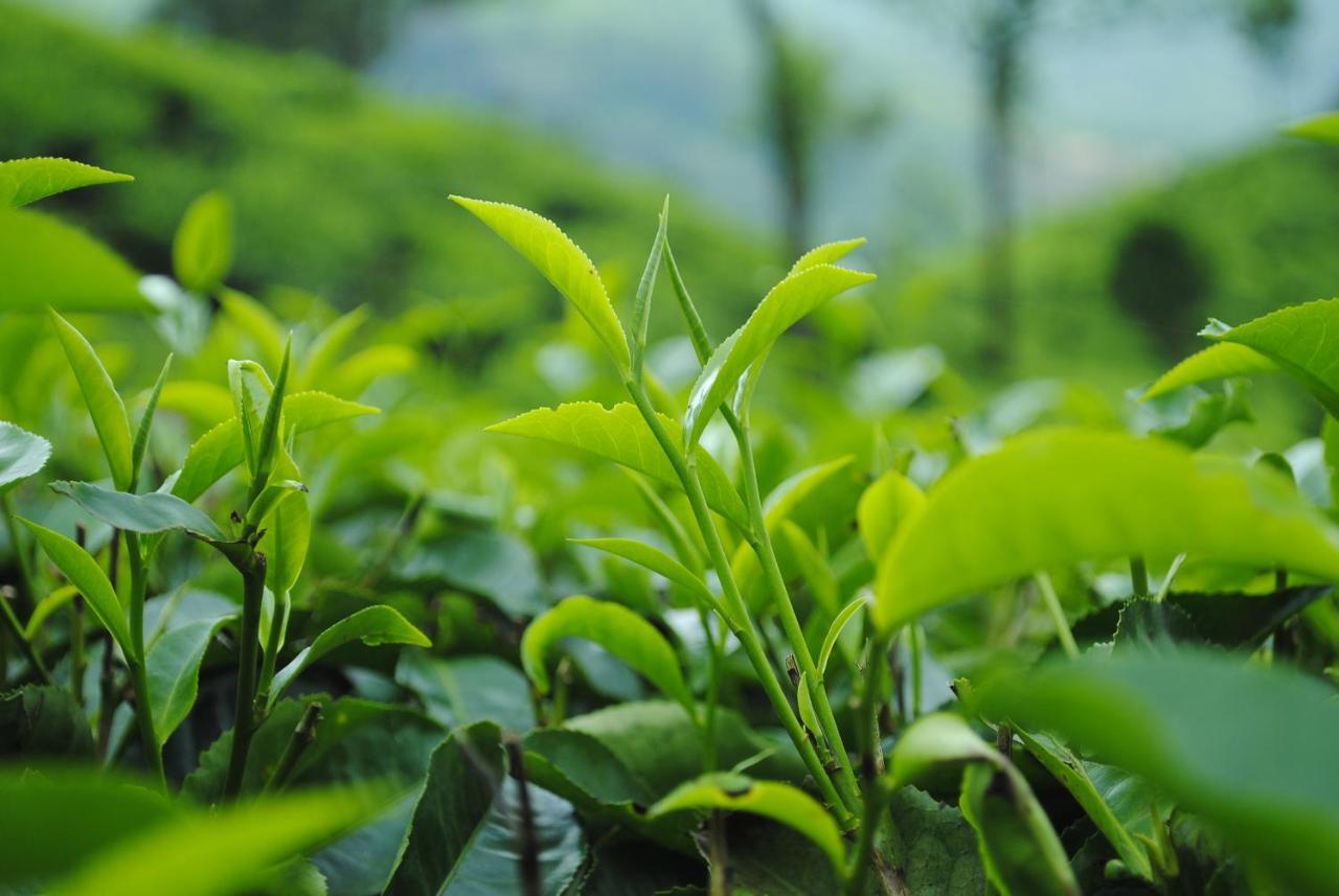 Anachal Mistica Munnar 아파트 외부 사진