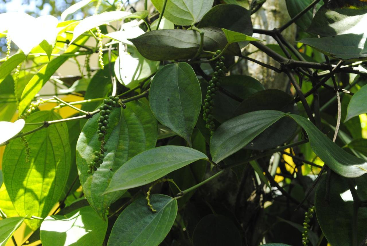 Anachal Mistica Munnar 아파트 외부 사진